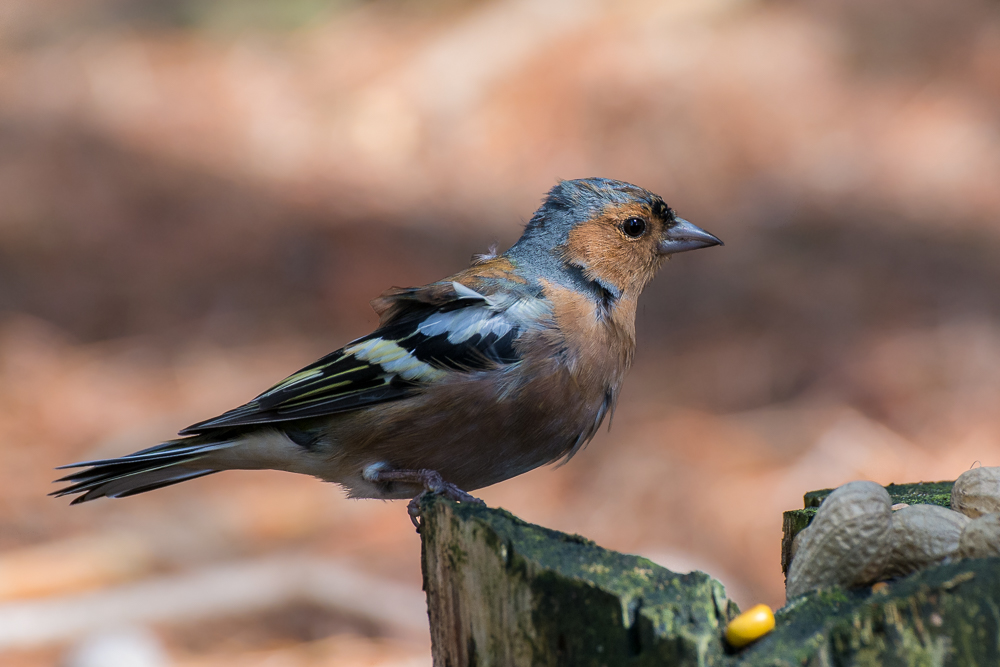 DSC_4871.jpg