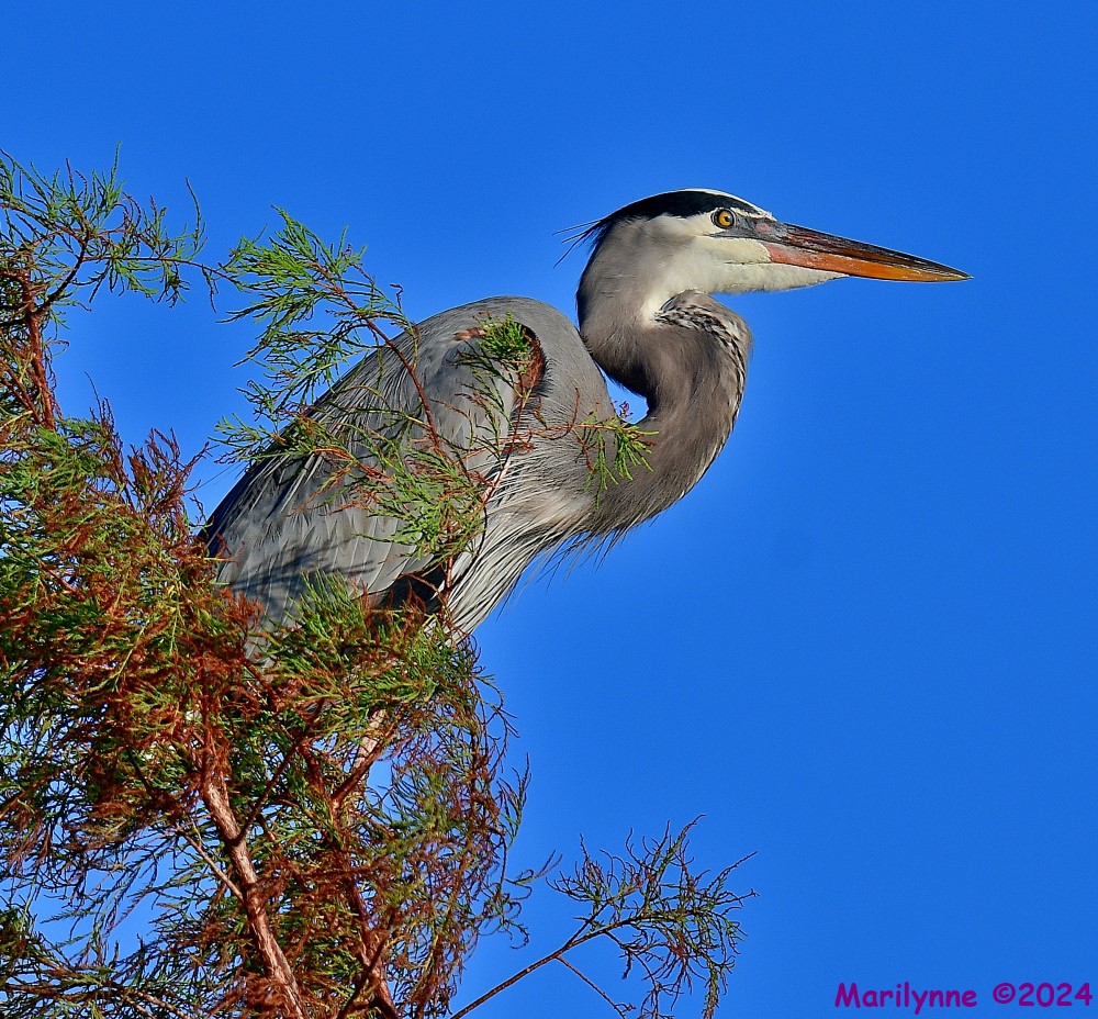 DSC_4872_001.JPG