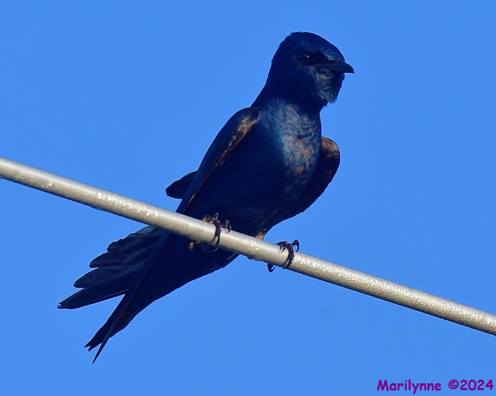 DSC_4874_001.JPG