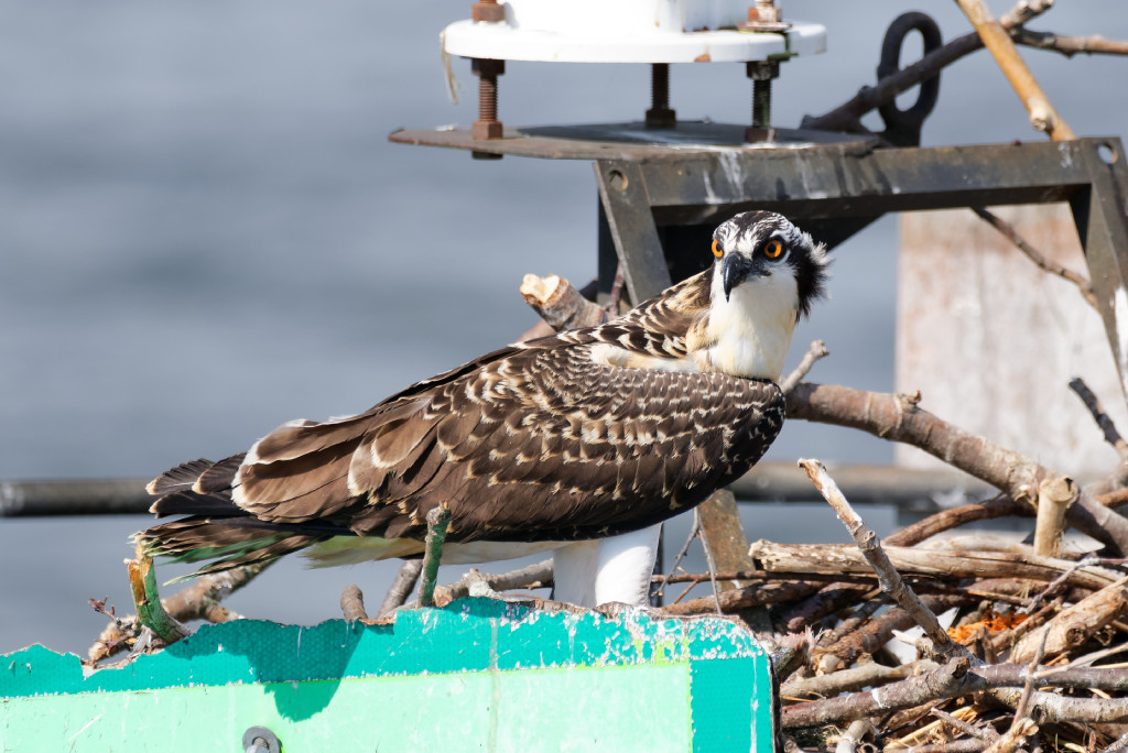 DSC_4875_DxO.jpg
