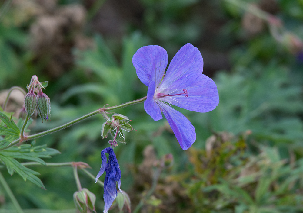 DSC_4876.jpg