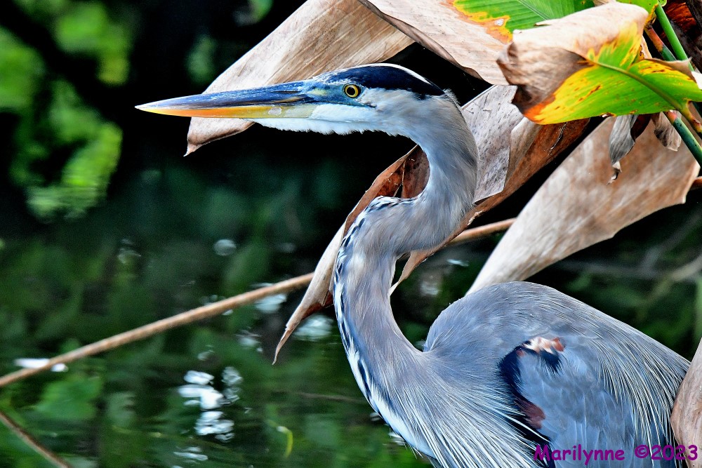 DSC_4879_001.JPG