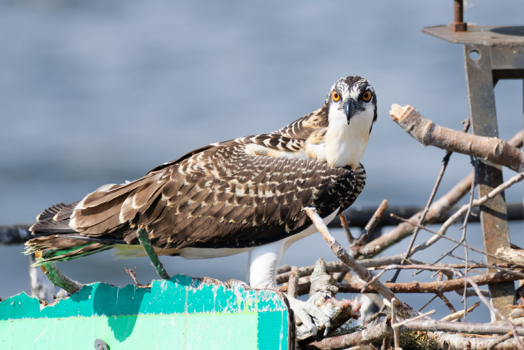 DSC_4879_DxO.jpg