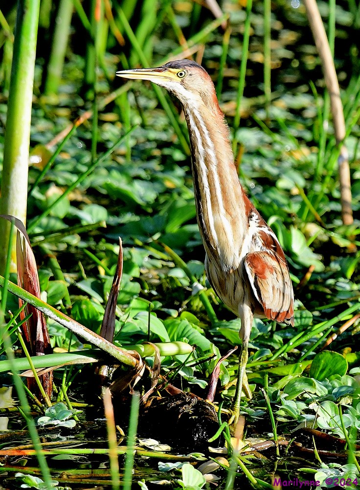 DSC_4880_001.JPG