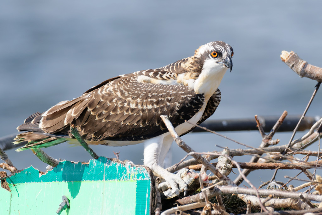 DSC_4880_DxO.jpg