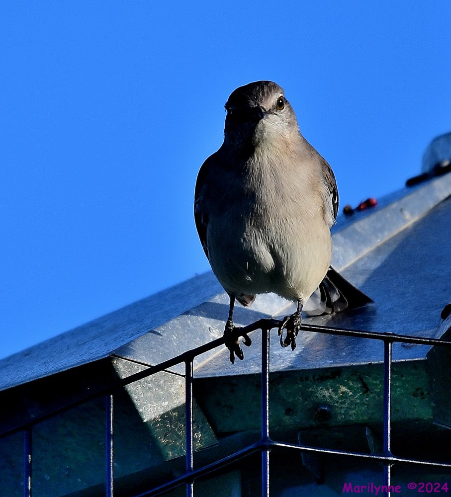 DSC_4881_001.JPG