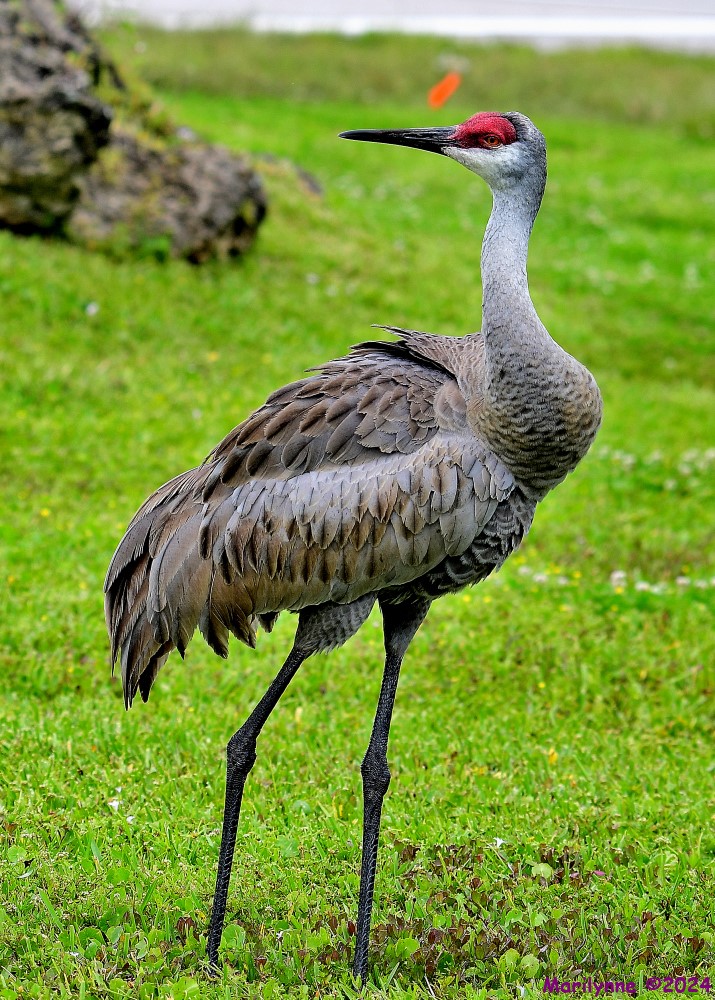 DSC_4883_001.JPG