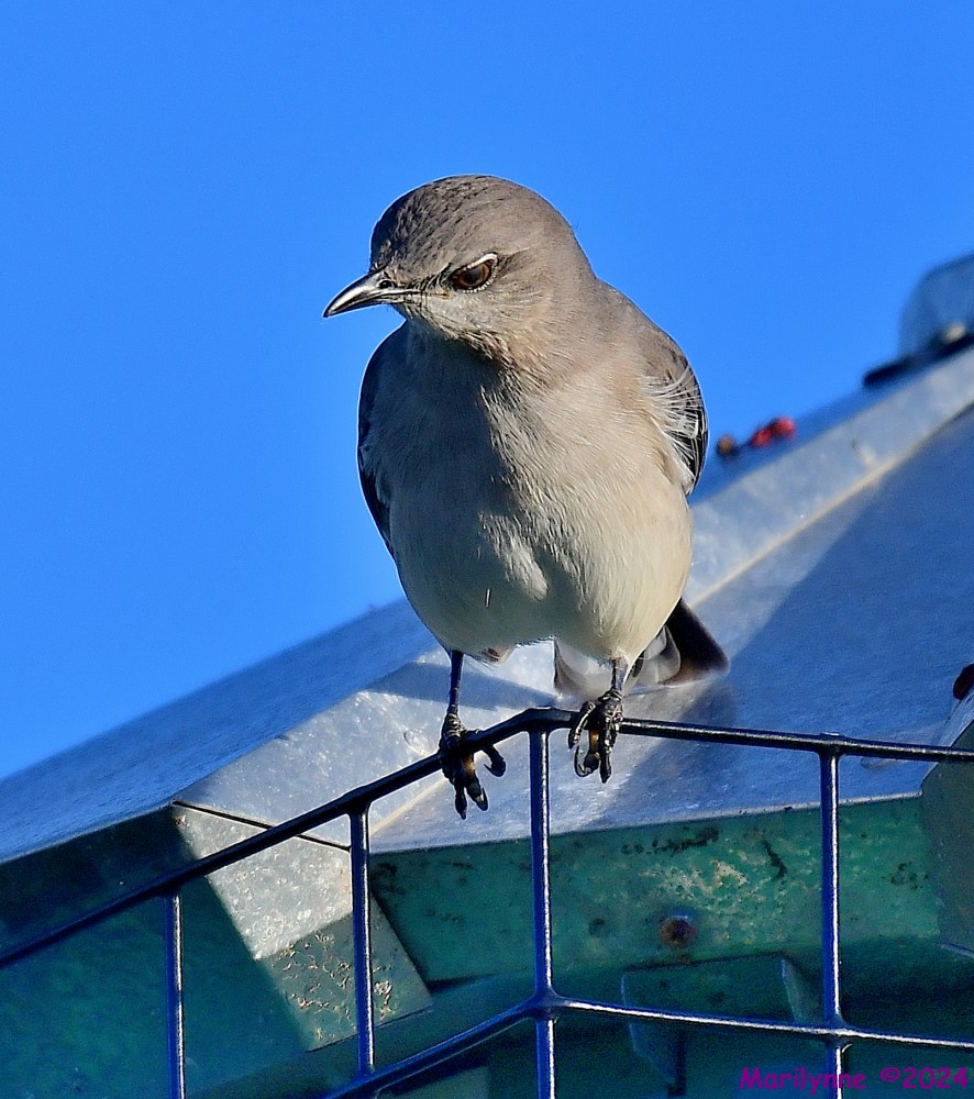DSC_4883_001.JPG