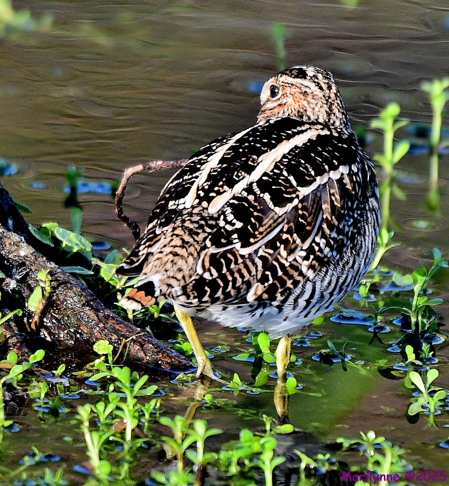 DSC_4883_001.JPG