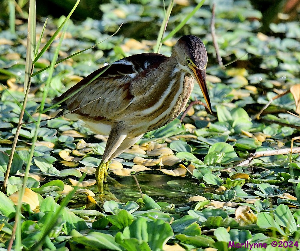 DSC_4884_001.JPG