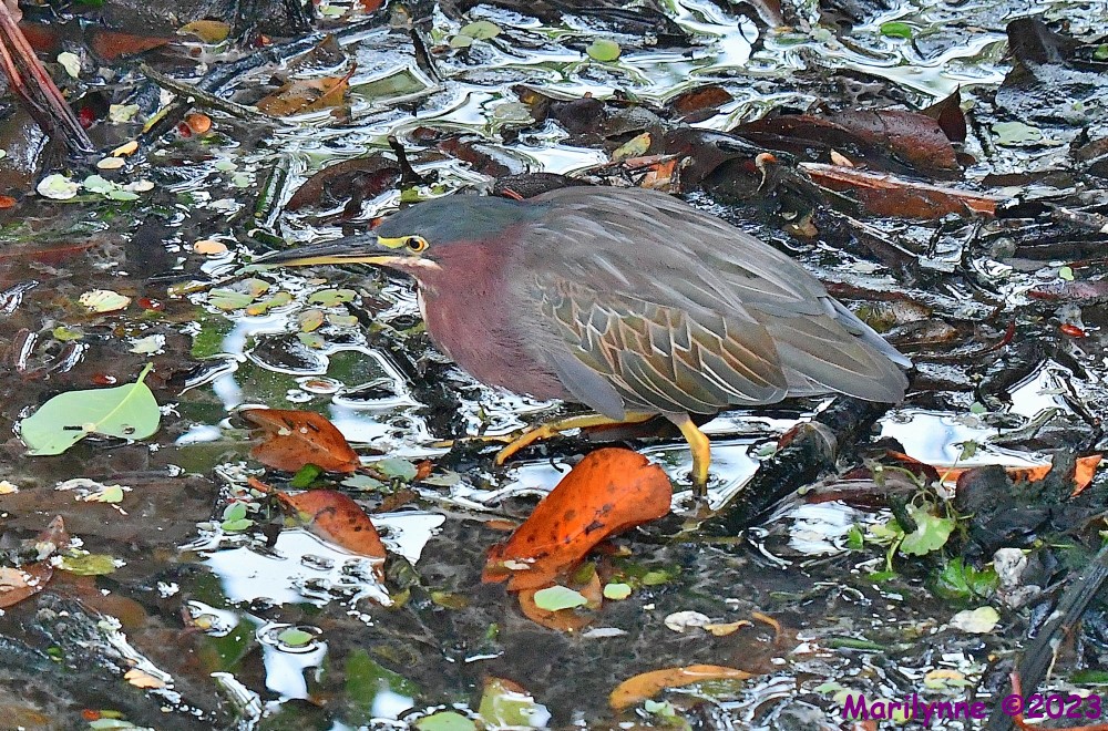 DSC_4885_001.JPG