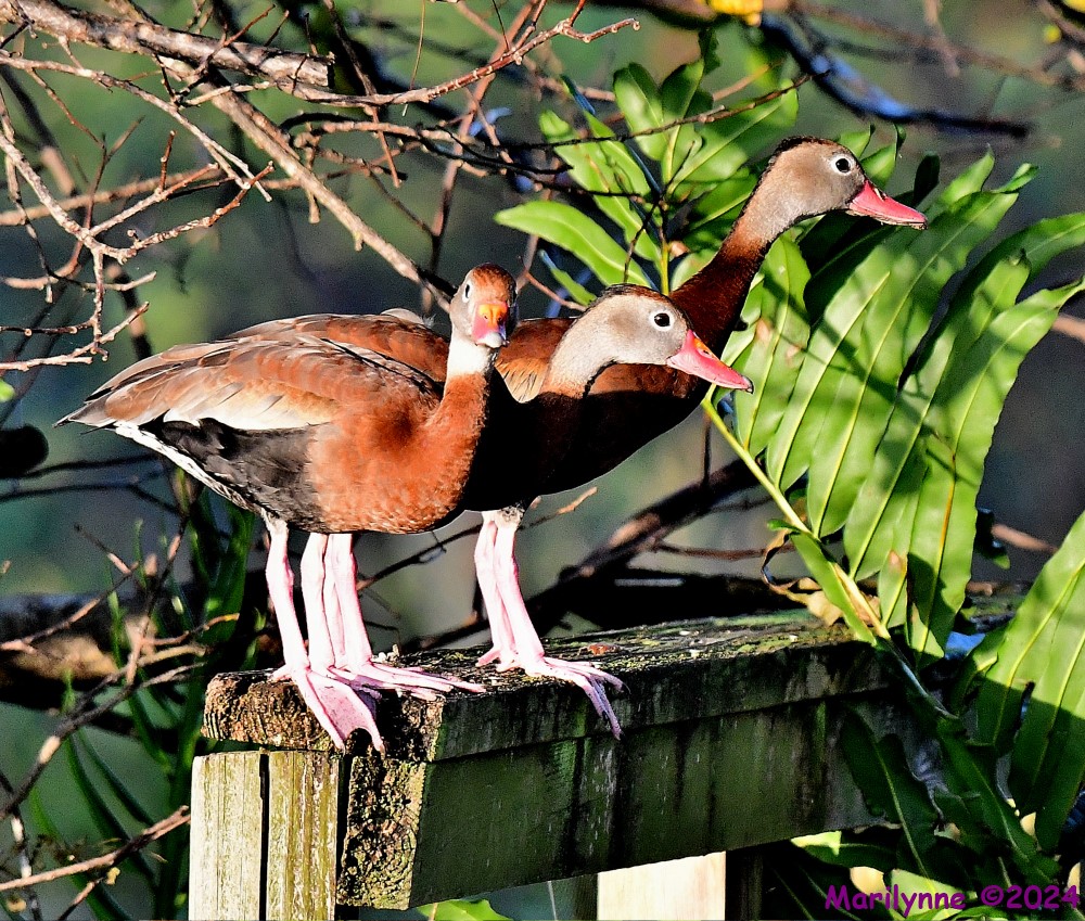 DSC_4887_001.JPG