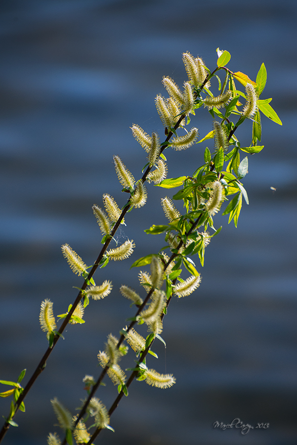 DSC_4890.jpg