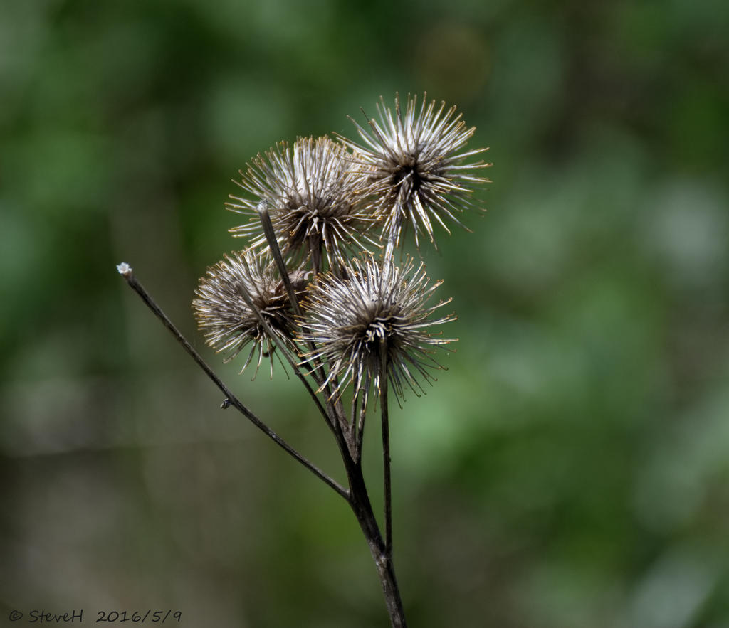 DSC_4891.jpg