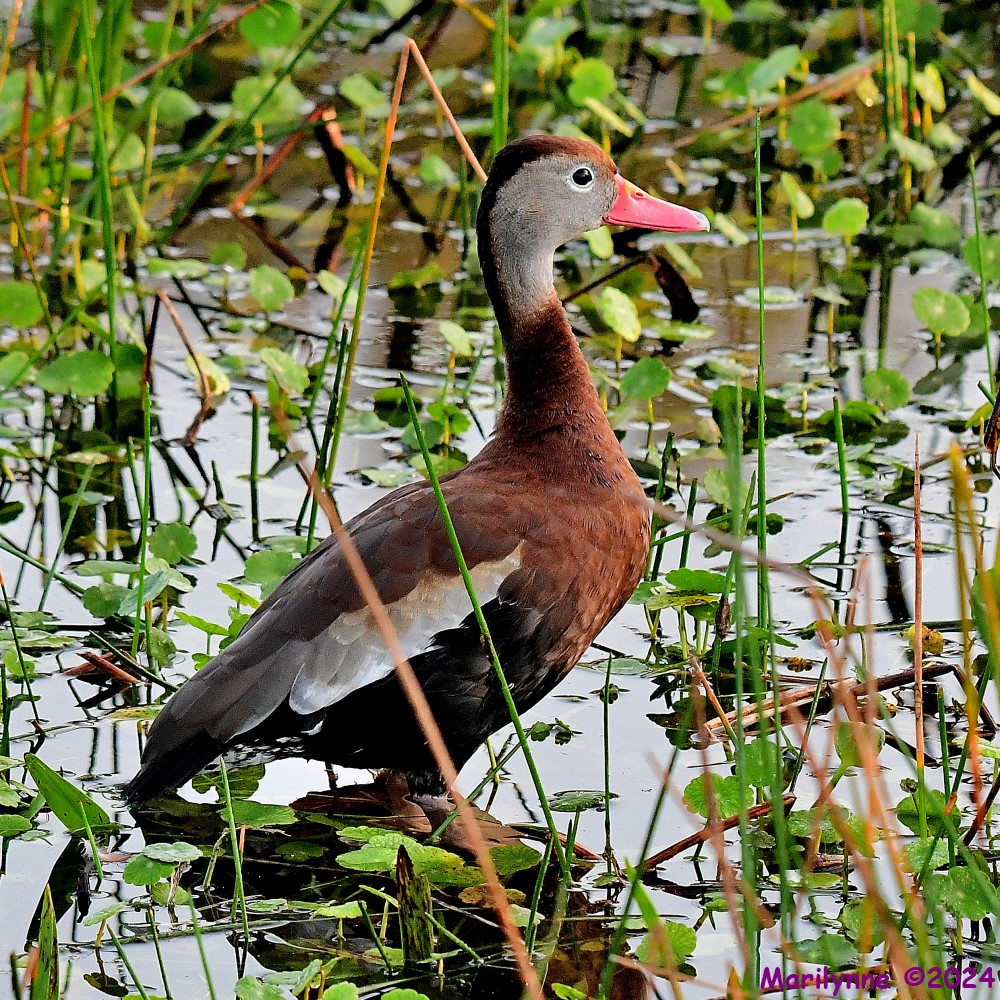 DSC_4892_001.JPG