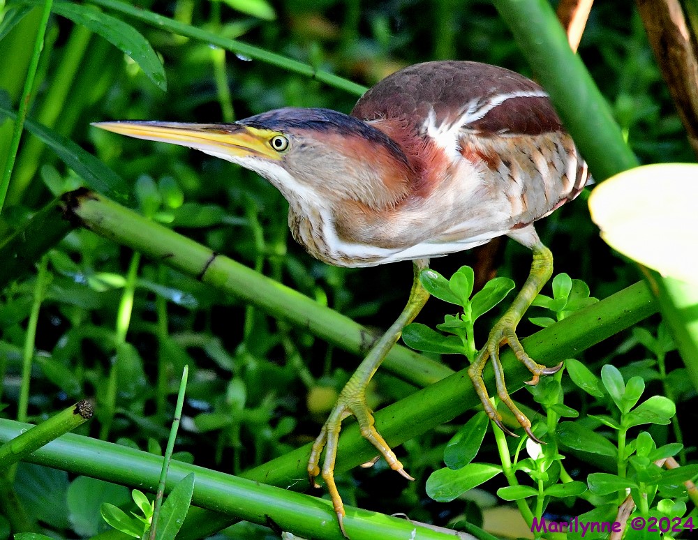 DSC_4892_001.JPG