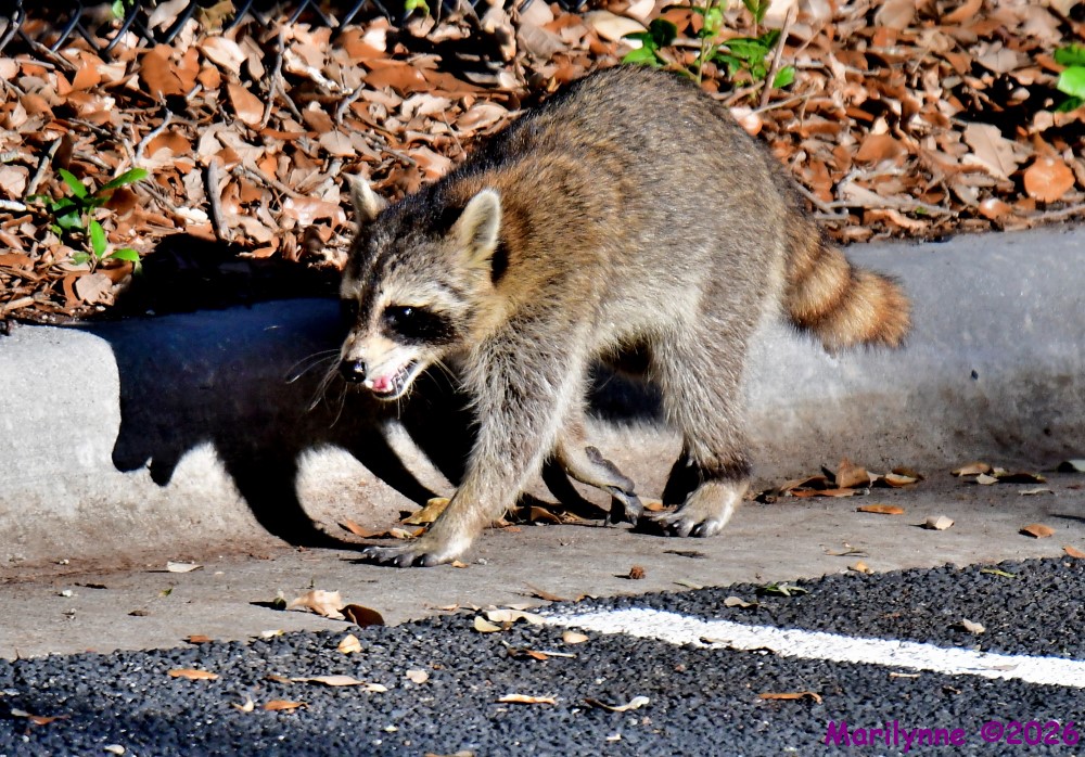 DSC_4894_001.JPG