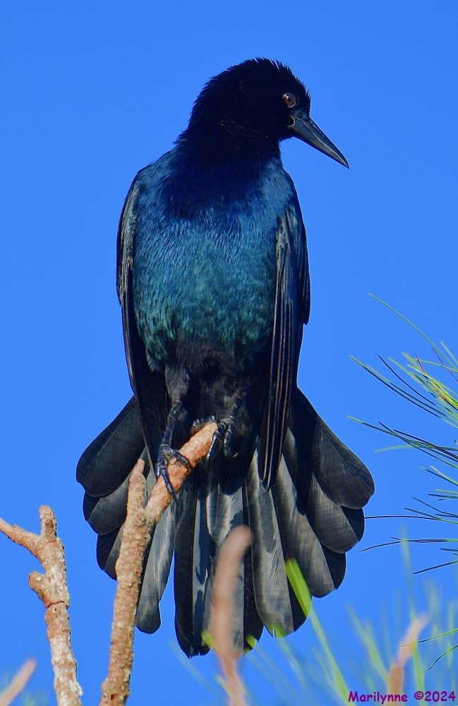 DSC_4896_001.JPG