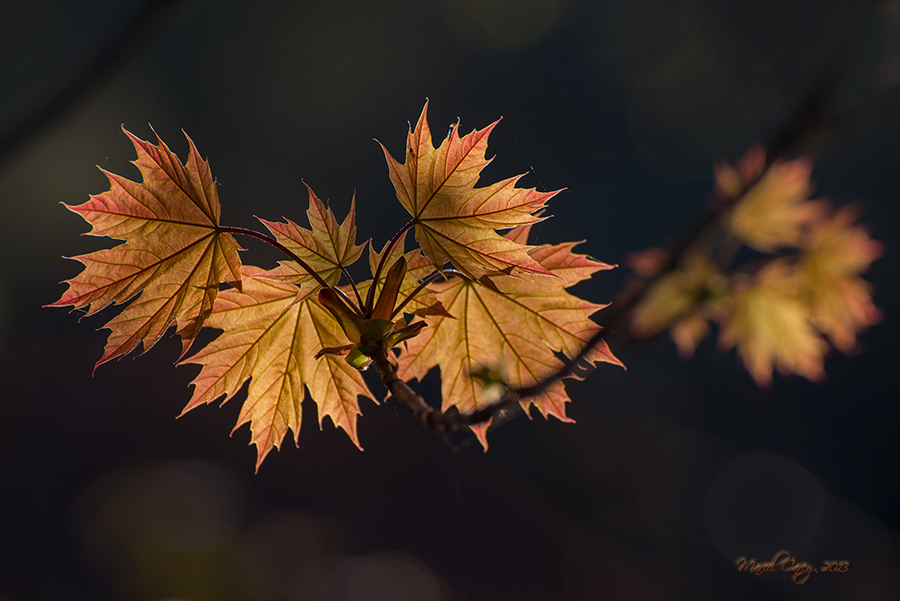 DSC_4898.jpg