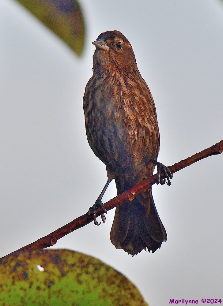 DSC_4899_001.JPG