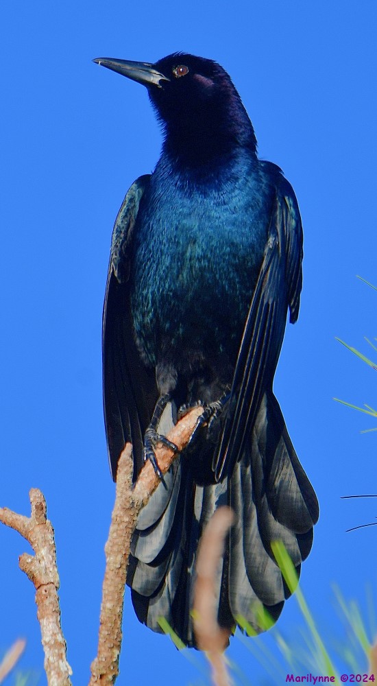 DSC_4899_001.JPG
