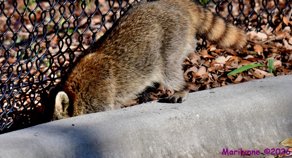DSC_4900_001.JPG