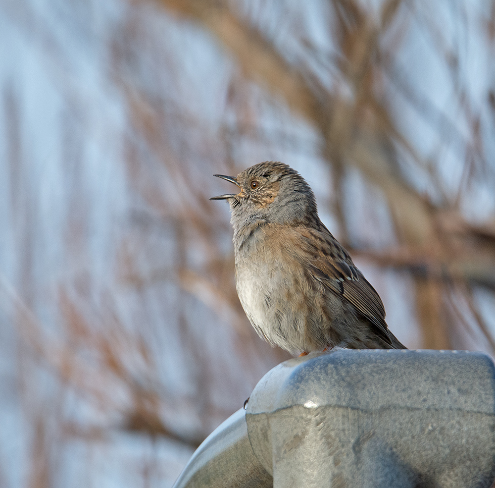 DSC_4901.jpg