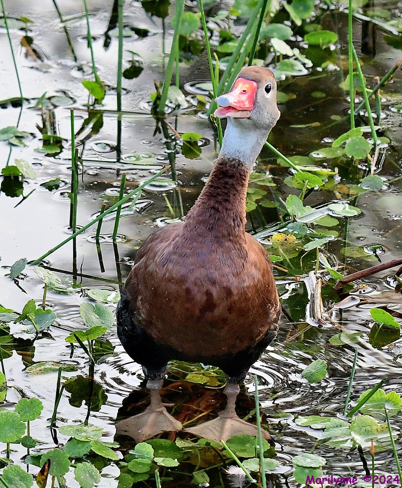 DSC_4902_001.JPG