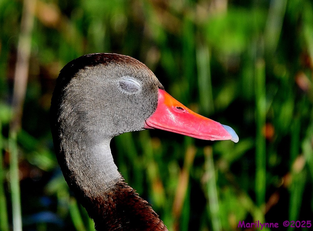 DSC_4902_001.JPG