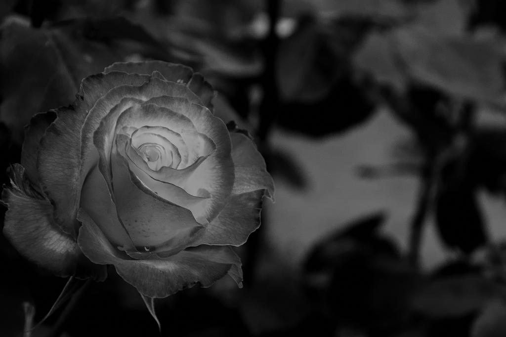DSC_4905.jpg