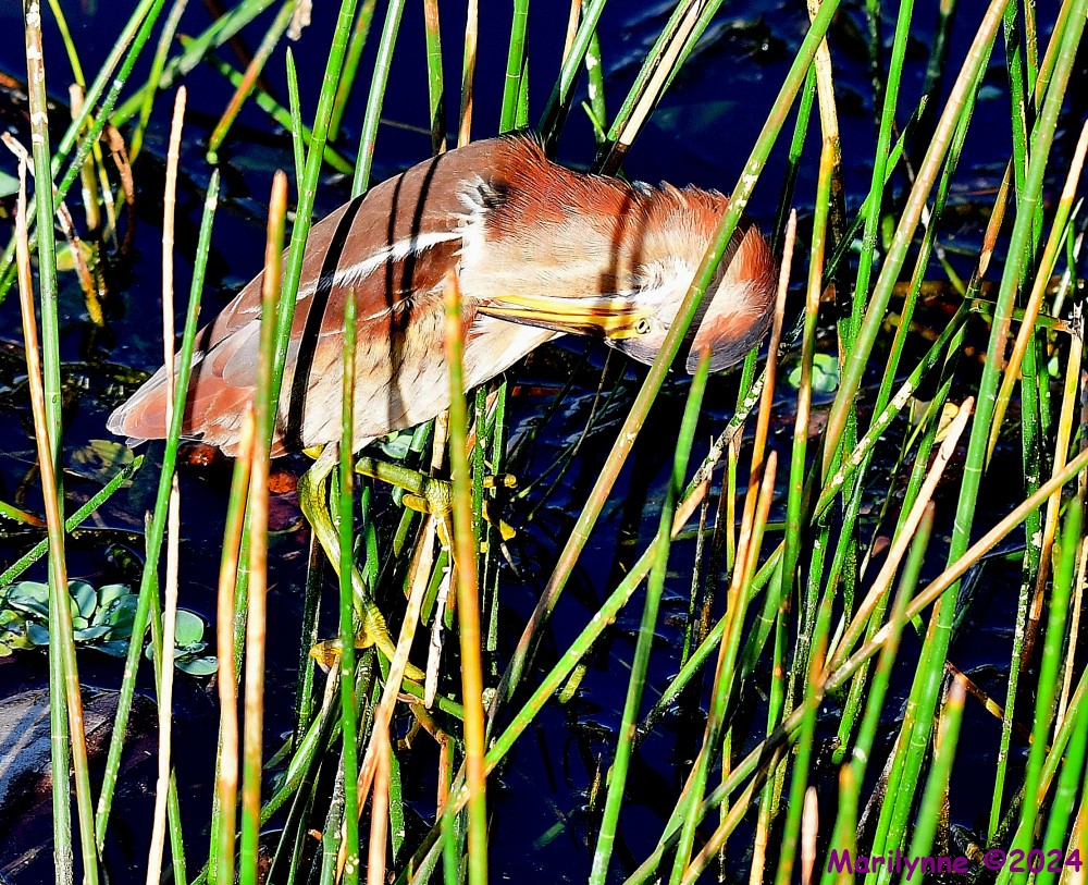 DSC_4905_001.JPG