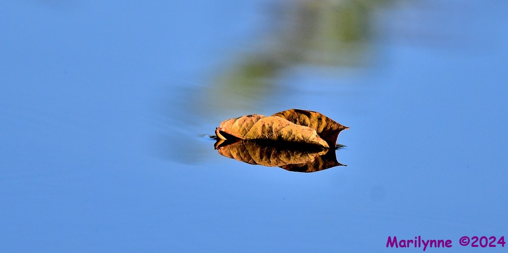 DSC_4905_001.JPG