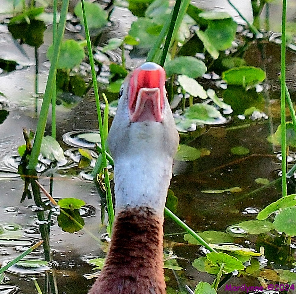 DSC_4906_001.JPG