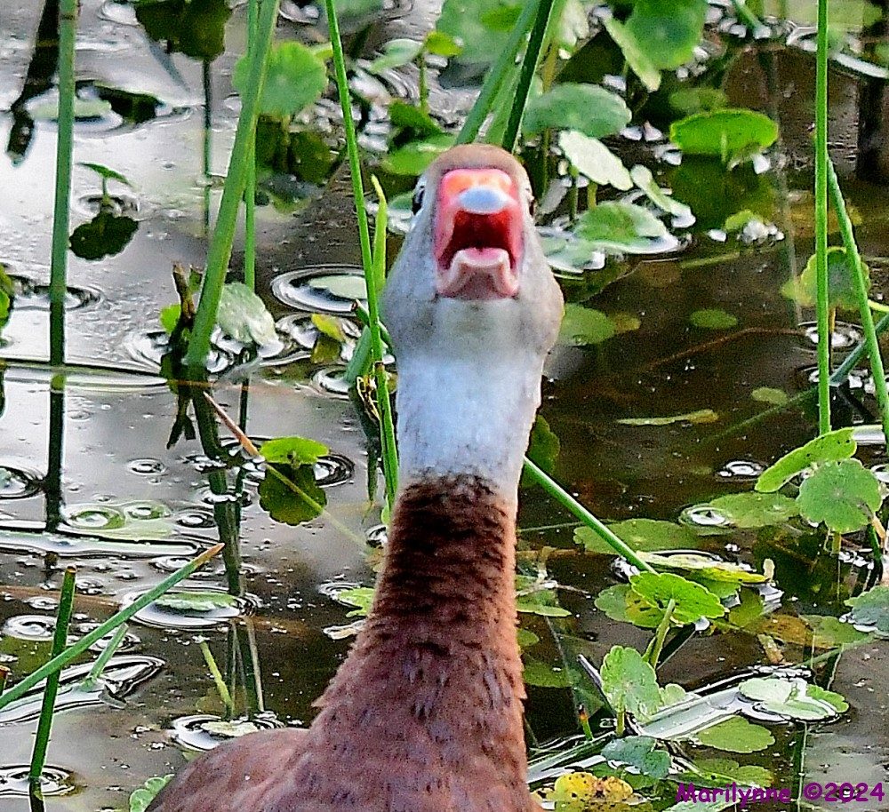 DSC_4907_001.JPG
