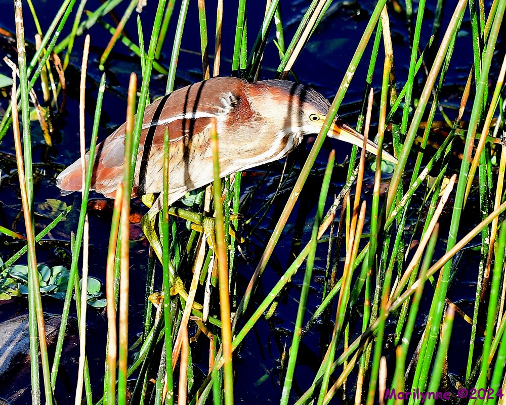 DSC_4907_001.JPG