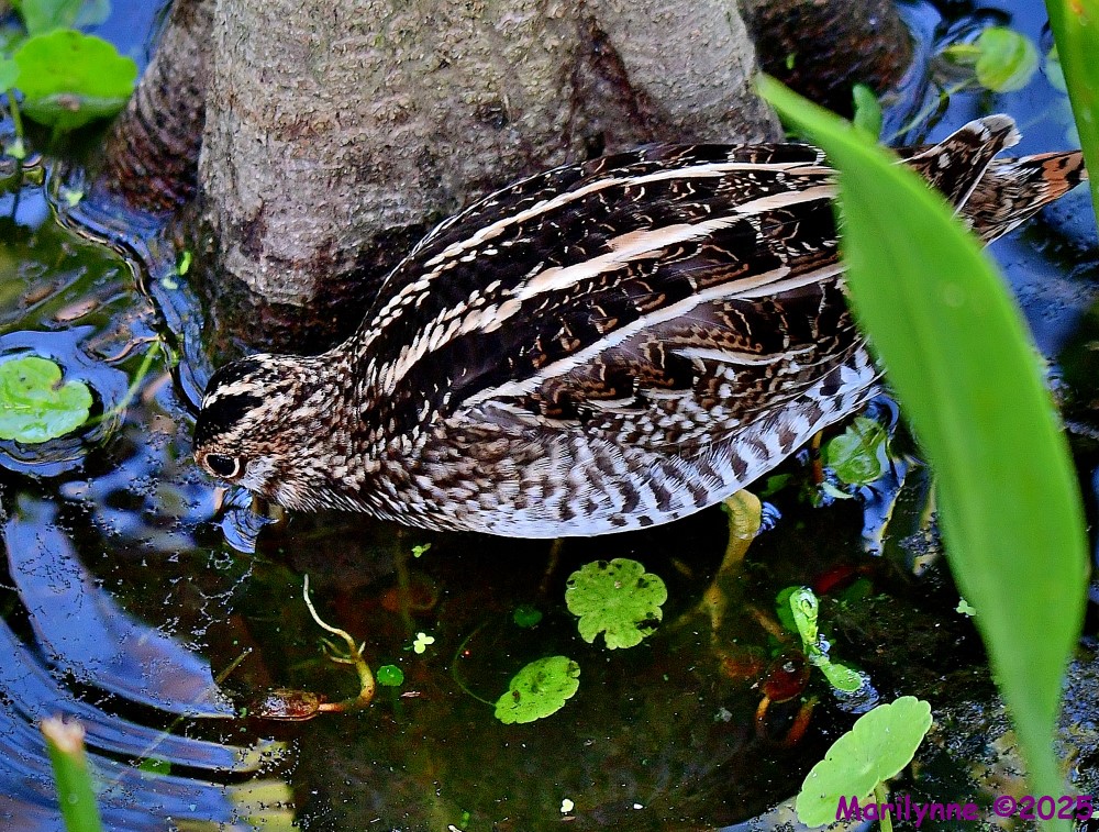 DSC_4908_001.JPG