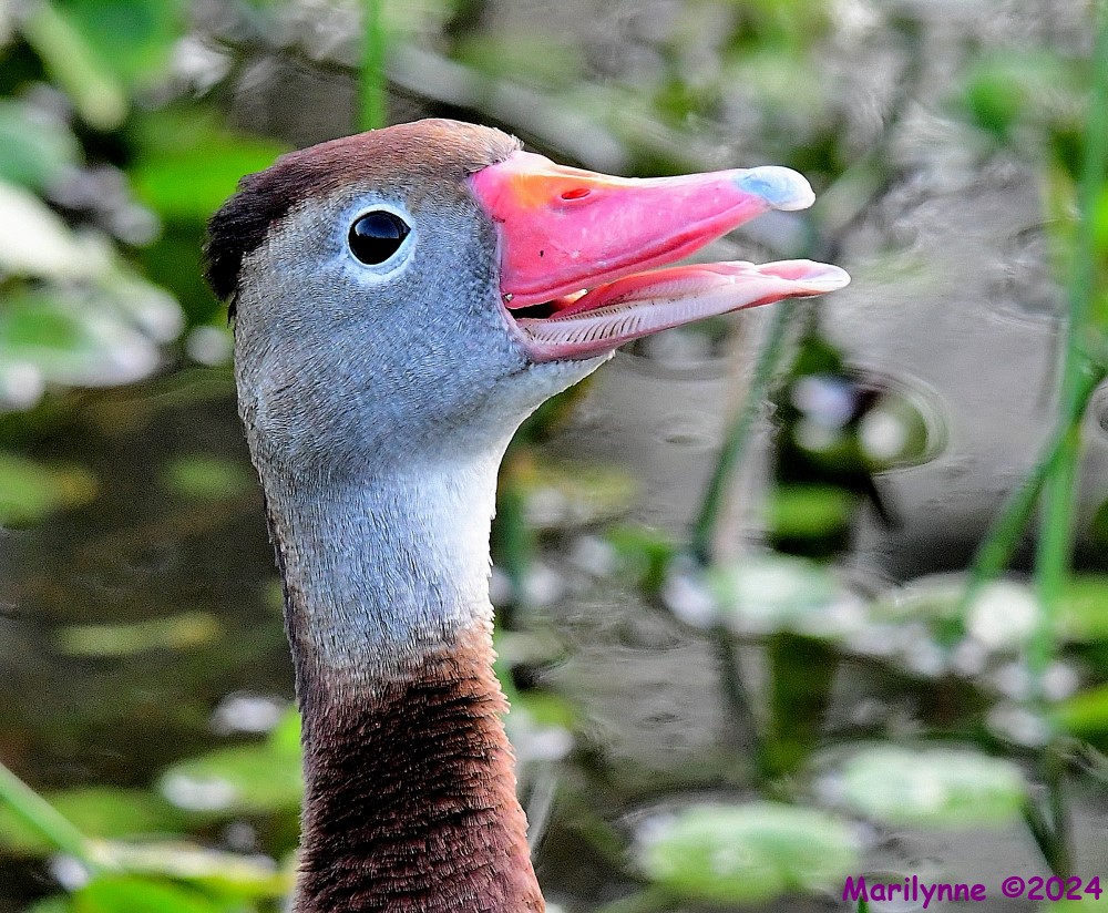 DSC_4910_001.JPG