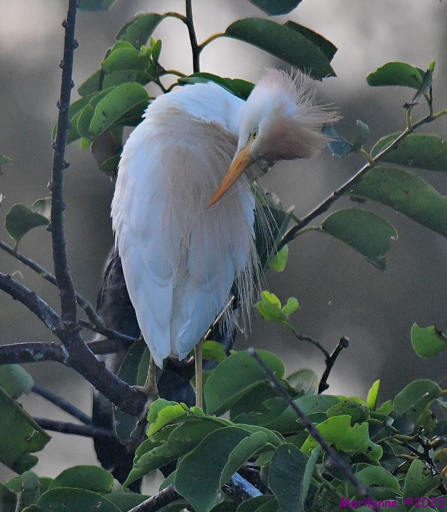 DSC_4912_001.JPG