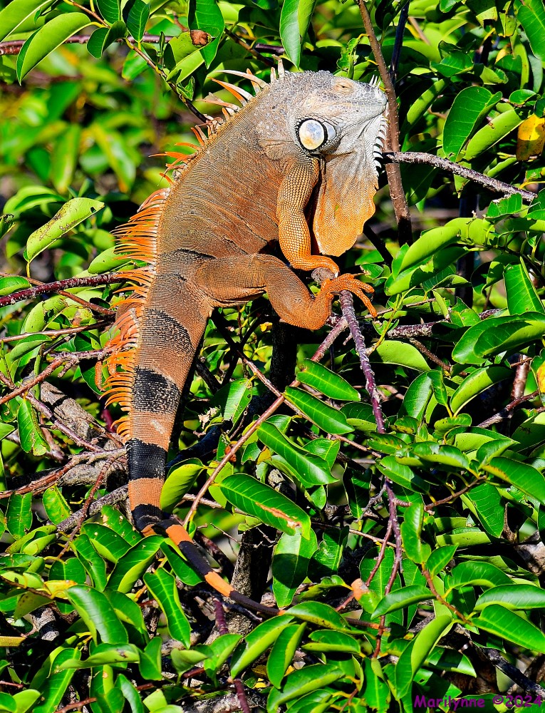 DSC_4913_001.JPG