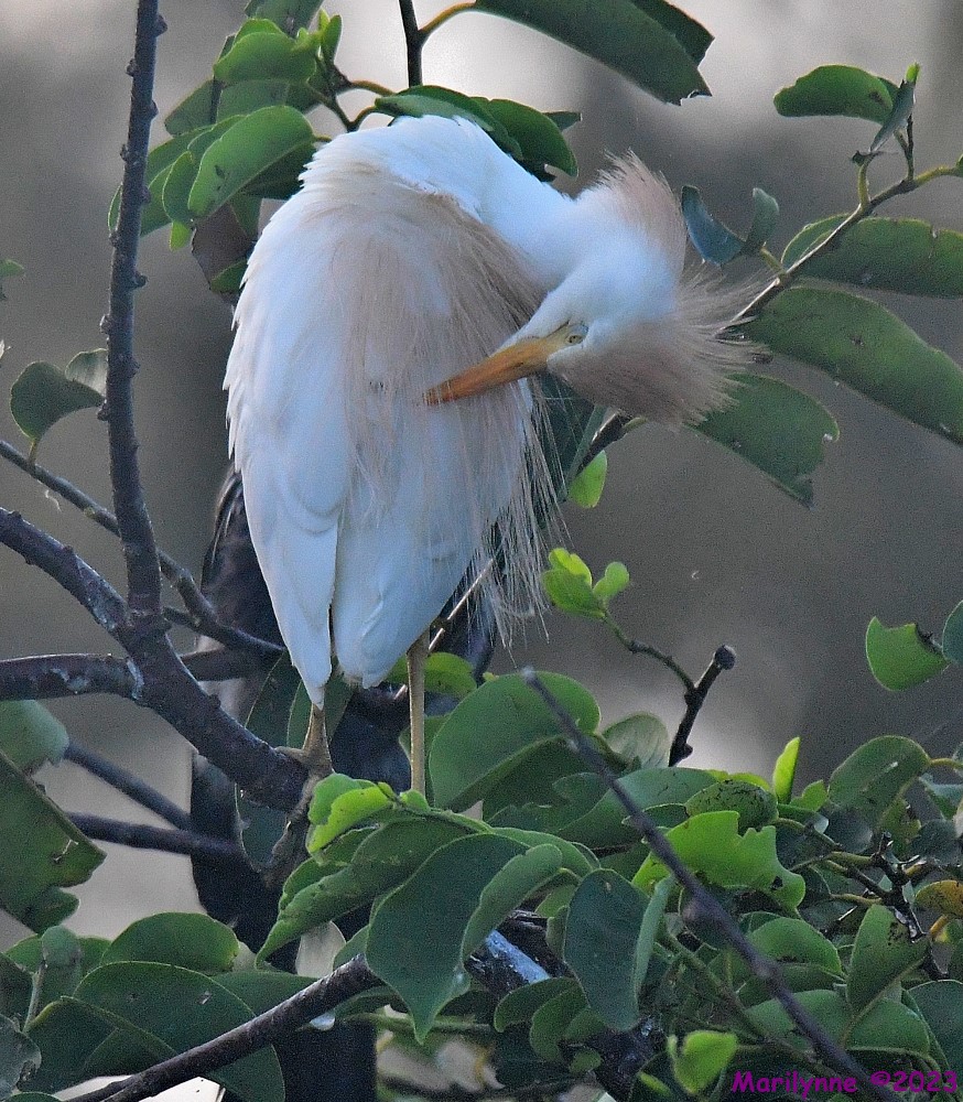 DSC_4917_001.JPG