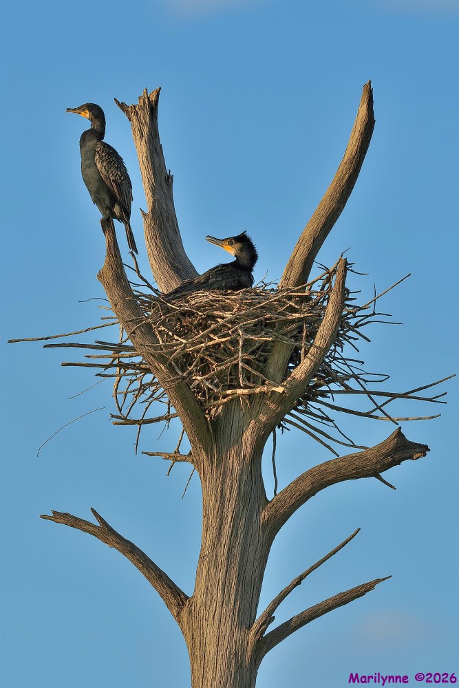 DSC_4918 copy_001.JPG