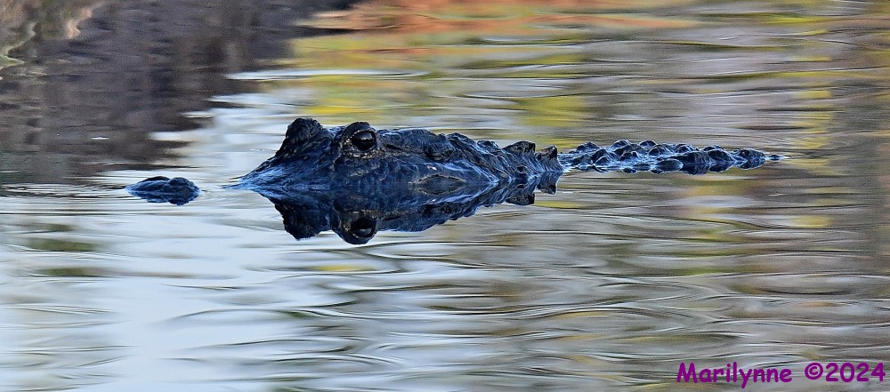 DSC_4920_001.JPG