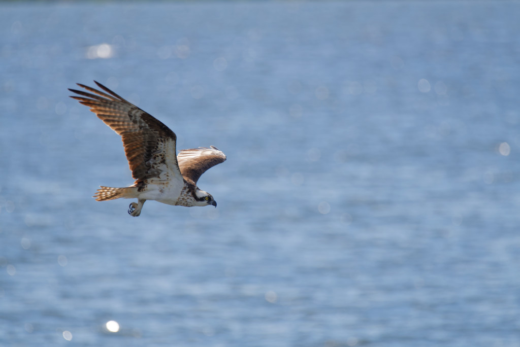 DSC_4920_DxO.jpg