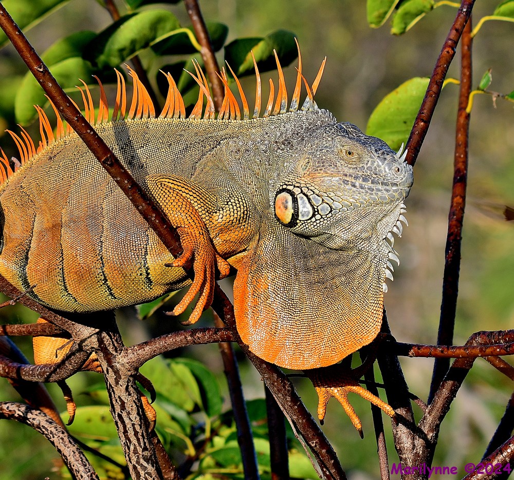 DSC_4922_001.JPG