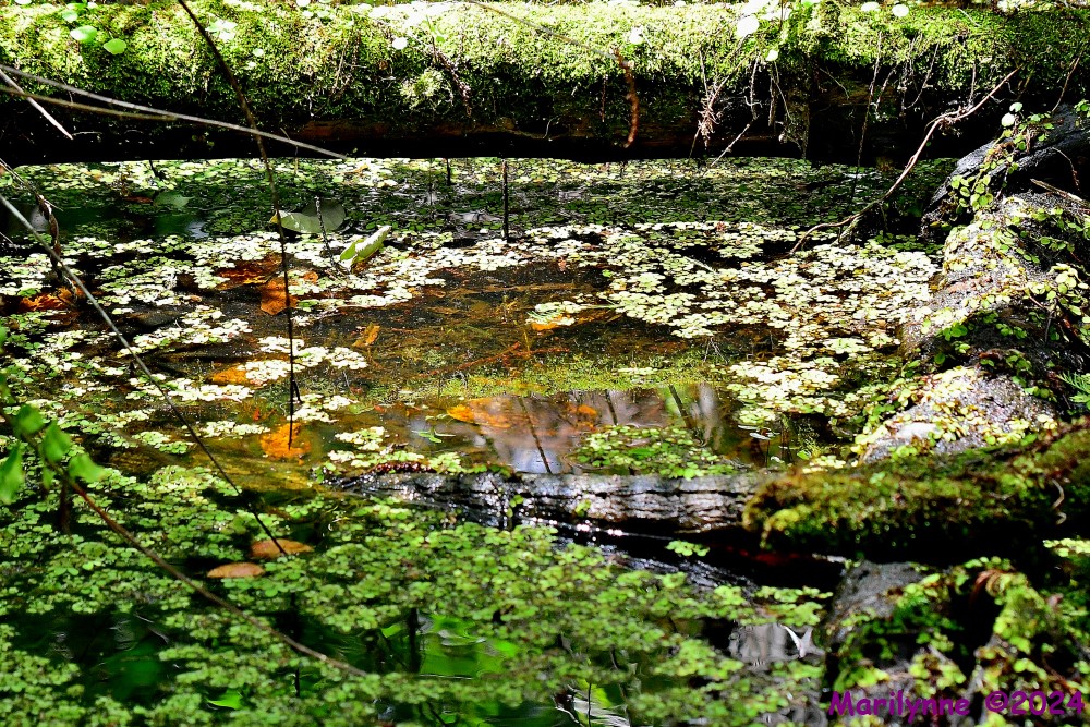 DSC_4923_001.JPG