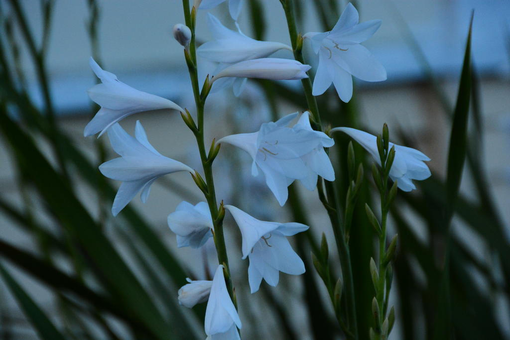 DSC_4925.jpg