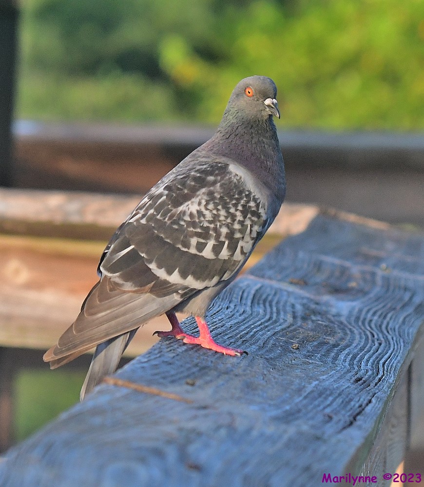 DSC_4925_001.JPG