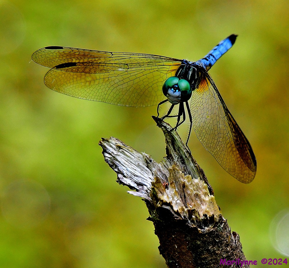 DSC_4925_001.JPG