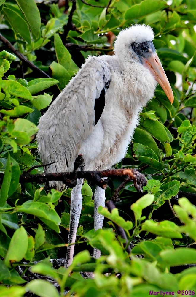 DSC_4925_001.JPG