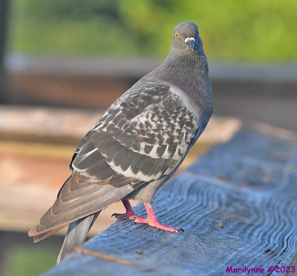 DSC_4927_001.JPG